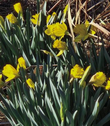 A sure sign of spring are the daffodils in bloom in the city park at the corner by the post office