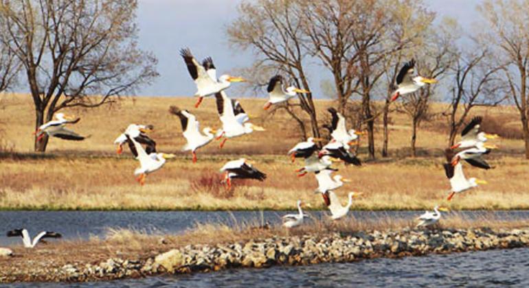 Pelicans on take off at Burchard Lake. Ray Kappel/Republican